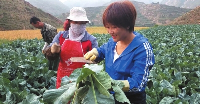 探寻高原夏菜的秘密  记者兰州田间地头体验菜农的一天（图）