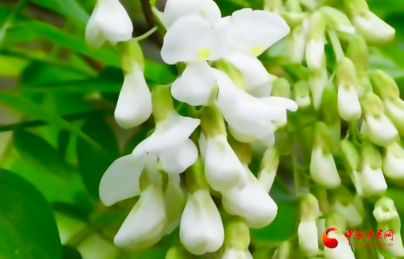 西和：槐花飘香网络