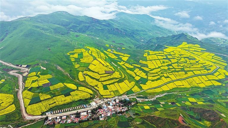 宕昌千亩油菜花盛开