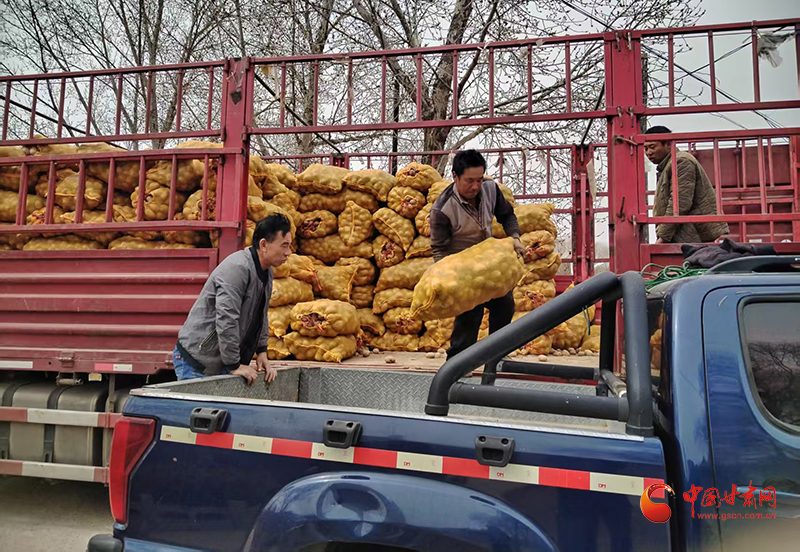 静宁：免费发放马铃薯良种 点亮群众致富“薯”光